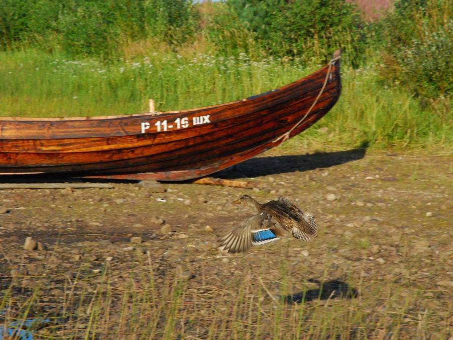 Деревянная лодка "Водлозерка" в рабочем процессе.